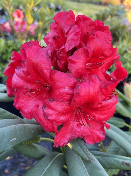 Rhododendron 'Captain Jack' | Rhododendrons (Hybrids & species)