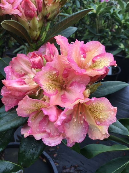 Rhododendron 'Circus' | Rhododendrons (Hybrids & species)