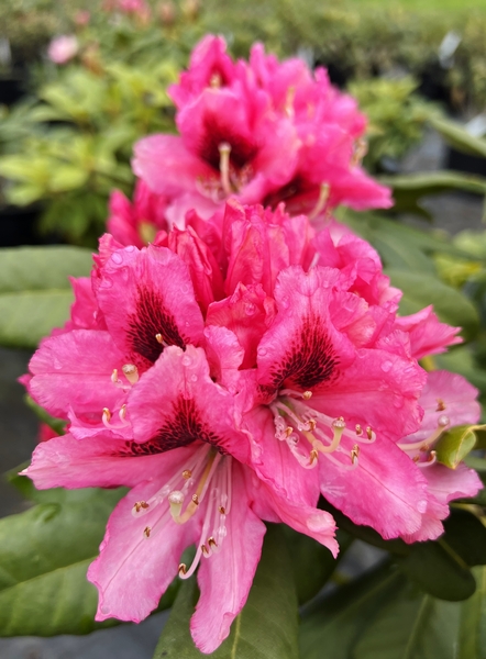 Rhododendron 'Chevalier Felix de Sauvage' | Rhododendrons (Hybrids & species)