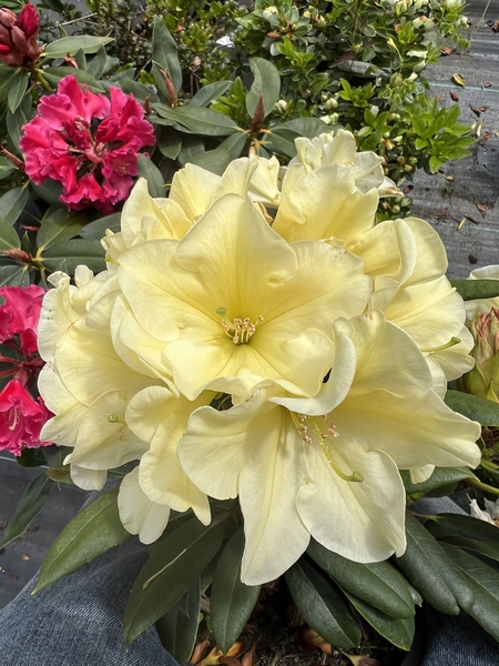 Rhododendron 'Karen Triplett' | Rhododendrons (Hybrids & species)