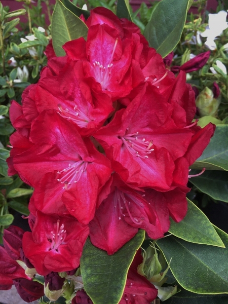 Rhododendron 'Lem's Stormcloud' | Rhododendrons (Hybrids & species)