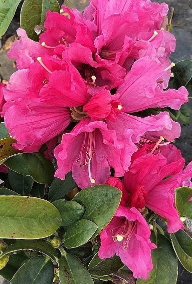 Rhododendron 'Noyo Brave' | Rhododendrons (Hybrids & species)