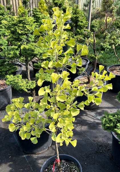 Ginkgo biloba 'Praga' | Conifers