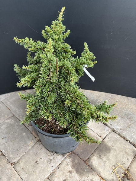 Cedrus libani 'Green Prince' | Conifers