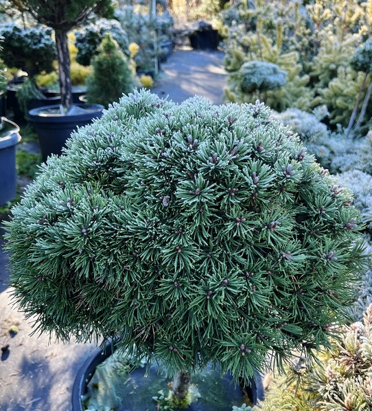 Pinus mugo (1040 Broom) | Conifers