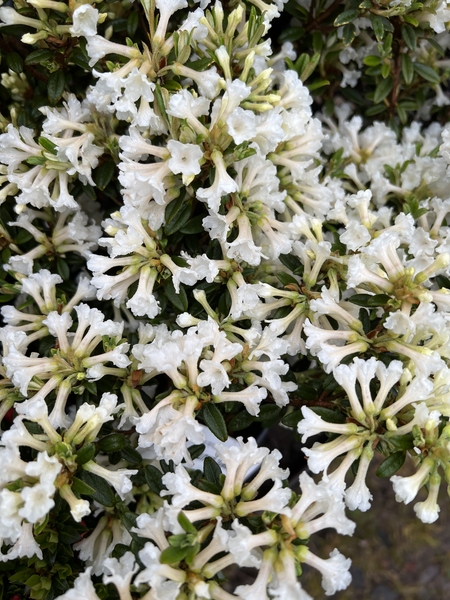 Rhododendron sargentianum 'Maricee' | Rhododendrons (Hybrids & species)