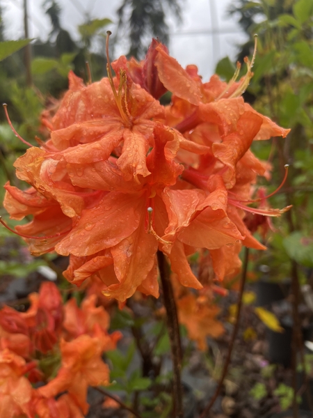 Azalea 'Mandarin Spice' | Deciduous Azaleas