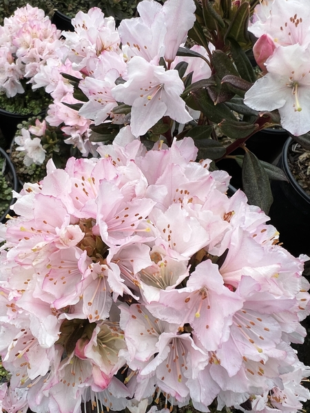 Rhododendron 'Waxbill' | Rhododendrons (Hybrids & species)