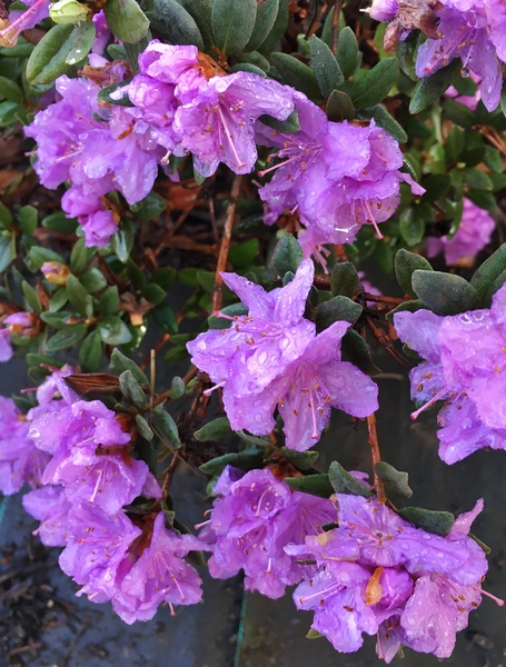 Rhododendron 'Purple Gem' | Rhododendrons (Hybrids & species)