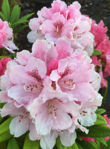 Rhododendron 'Noble Mountain' | Rhododendrons (Hybrids & species)