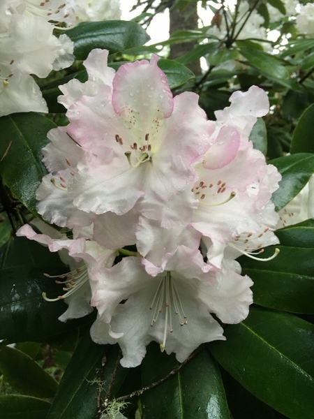 Rhododendron 'Beauty of Littleworth' | Rhododendrons (Hybrids & species)