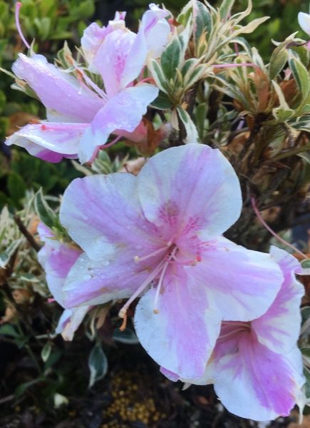 Azalea 'Murasaki Fuji' | Evergreen Azaleas