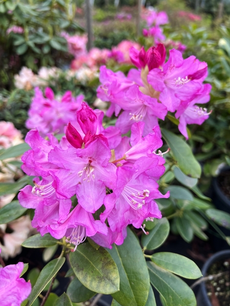 Rhododendron callimorphum | Rhododendrons (Hybrids & species)