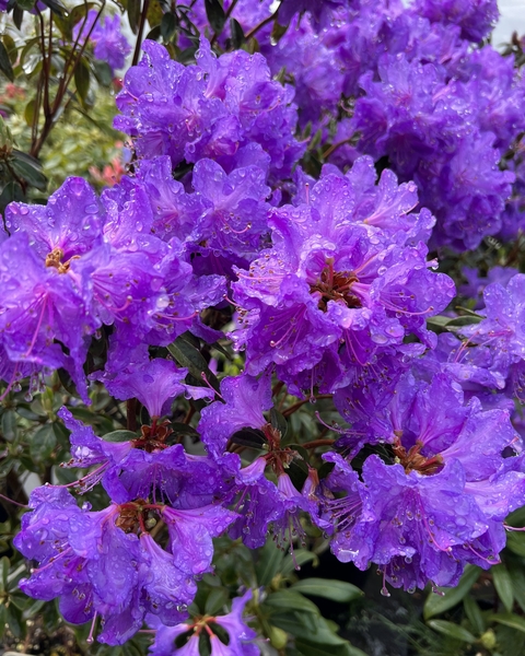 Rhododendron augustinii 'Berg's Hardy' | Rhododendrons (Hybrids & species)