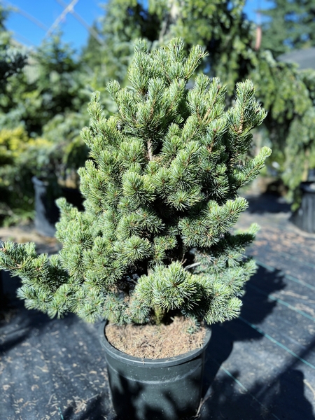 Pinus parviflora 'Pentazuma' | Conifers