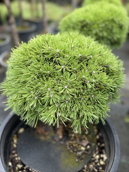 Pinus uncinata 'Maja' | Standards