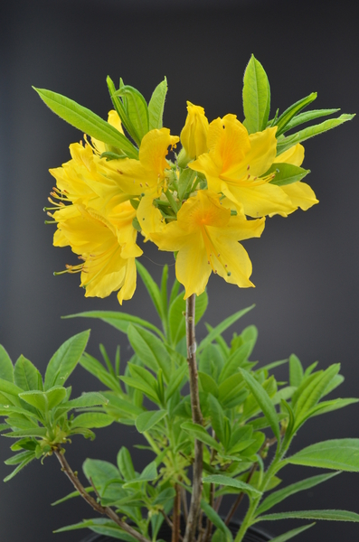 Rhododendron luteum | Rhododendrons (Hybrids & species)