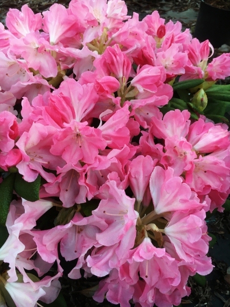 Rhododendron 'Yaku Prince' | Rhododendrons (Hybrids & species)
