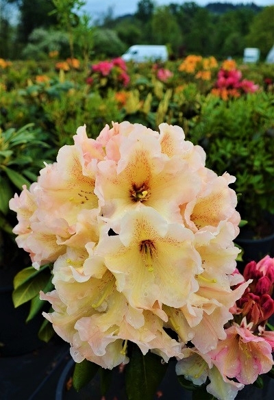Rhododendron 'Wind River' | Rhododendrons (Hybrids & species)