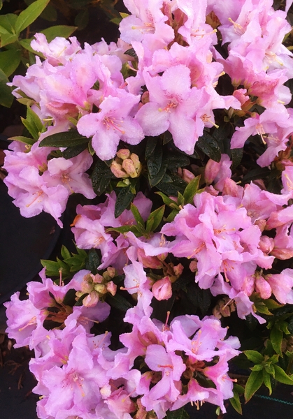 Rhododendron 'Robert Seleger' | Rhododendrons (Hybrids & species)