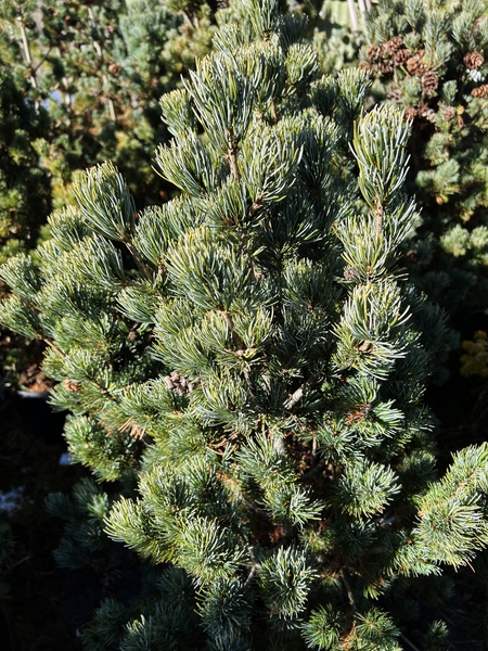 Pinus parviflora 'Ara kawa' | Conifers