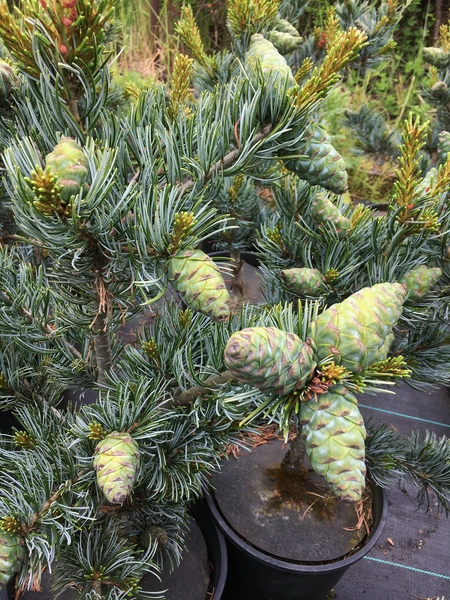 Pinus parviflora 'Koru' | Conifers