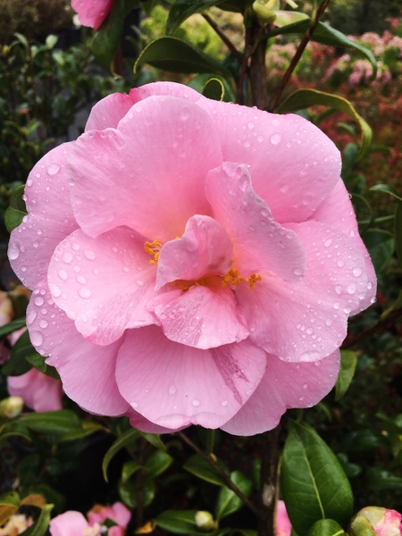 Camellia japonica 'Pink Icicle' | Deciduous & Evergreen Shrubs