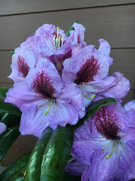 Rhododendron 'Arthur Bedford' | Rhododendrons (Hybrids & species)