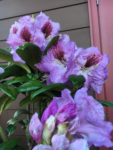 Rhododendron 'Arthur Bedford' | Rhododendrons (Hybrids & species)