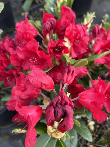 Rhododendron 'Sumatra' | Rhododendrons (Hybrids & species)