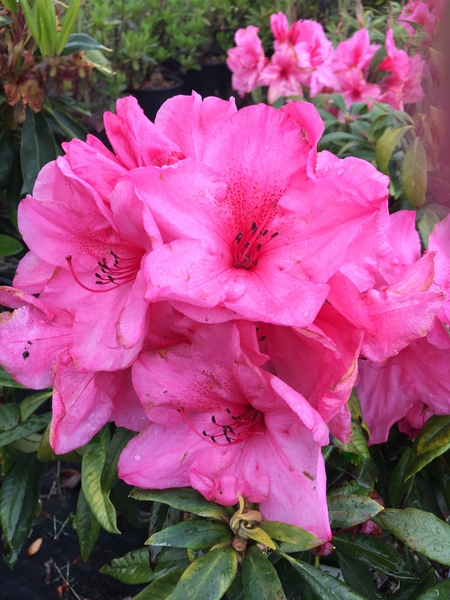 Rhododendron 'John Coutts' | Rhododendrons (Hybrids & species)