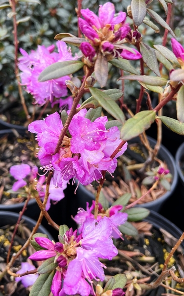 Rhododendron 'Conemaugh' | Rhododendrons (Hybrids & species)