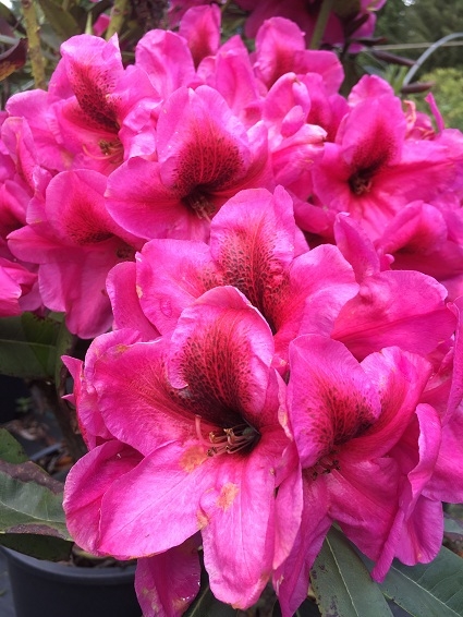 Rhododendron 'Midnight' | Rhododendrons (Hybrids & species)