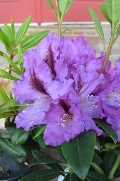 Rhododendron 'Plum Beautiful' | Rhododendrons (Hybrids & species)