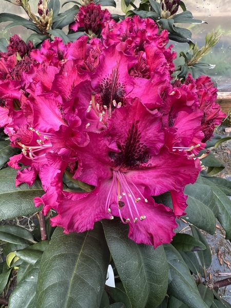 Rhododendron 'Sefton' | Rhododendrons (Hybrids & species)