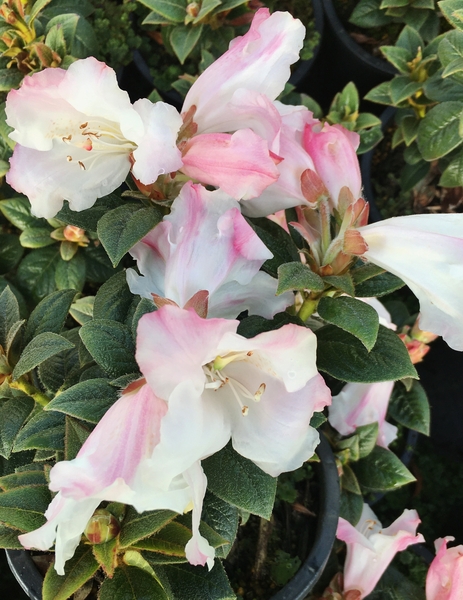 Rhododendron 'Suave' | Rhododendrons (Hybrids & species)