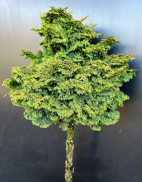 Chamaecyparis obtusa 'Kosteri' | Conifers