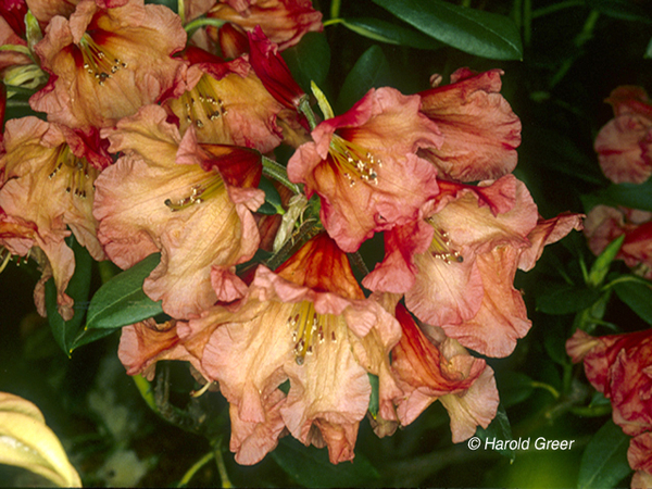 Rhododendron 'Apricot Nector' | Rhododendrons (Hybrids & species)