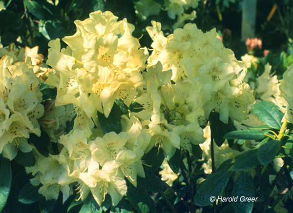 Rhododendron 'Butterfly' | Rhododendrons (Hybrids & species)