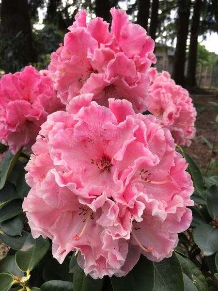 Rhododendron 'Cranberry Lace