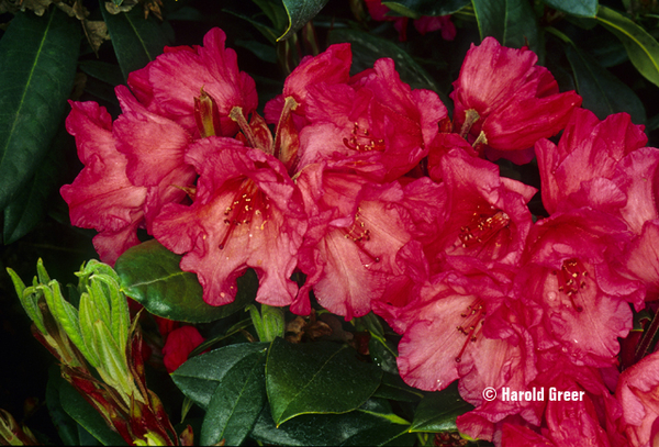 Rhododendron 'Elby' | Rhododendrons (Hybrids & species)