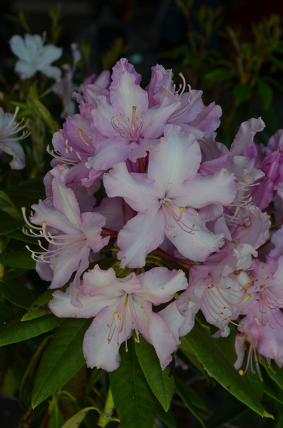 Rhododendron 'Mrs. E.C. Stirling' | Rhododendrons (Hybrids & species)