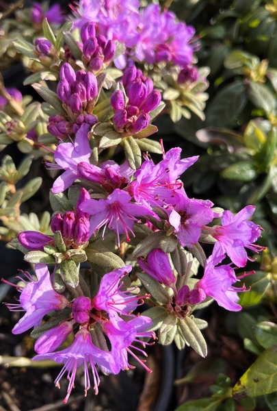 Rhododendron glomerulatum | Rhododendrons (Hybrids & species)