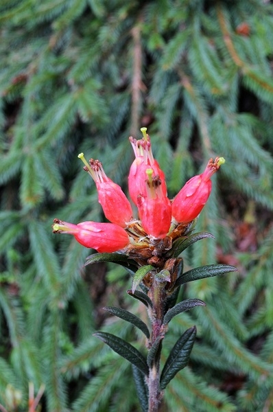 Rhododendron spinuliferum | Rhododendrons (Hybrids & species)