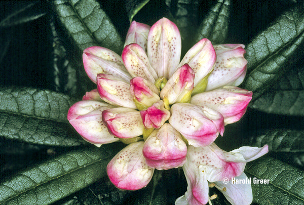 Rhododendron roxianum | Rhododendrons (Hybrids & species)