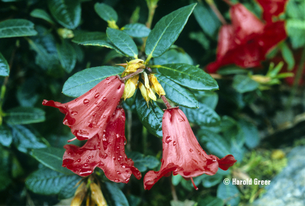Rhododendron 'Ethel' | Rhododendrons (Hybrids & species)