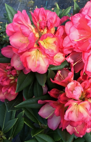 Rhododendron 'Sandra Ann Stipe' | Rhododendrons (Hybrids & species)