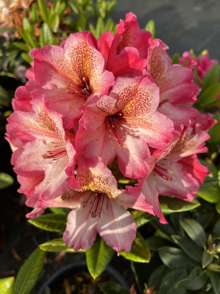 Rhododendron 'Scarlet Leopard' | Rhododendrons (Hybrids & species)