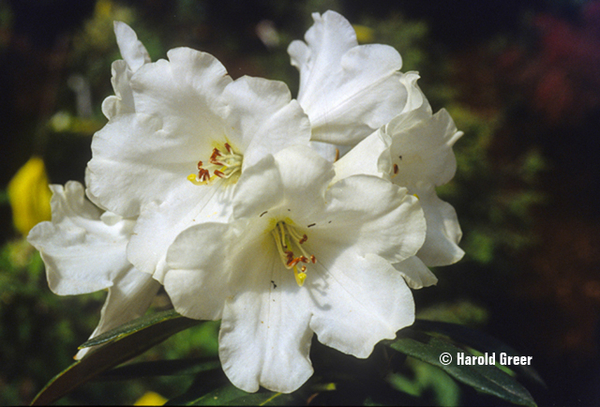 Rhododendron 'Senator Jackson' | Rhododendrons (Hybrids & species)