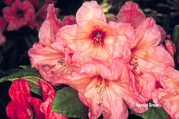 Rhododendron 'Whitney's Late Orange' | Rhododendrons (Hybrids & species)